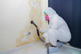  , USA Mold Removal Services Pros